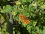 FZ006177 Comma butterfly (Polygonia c-album).jpg